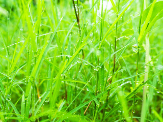 Dew drop on grass with sunlight is bokeh. drop water on fresh Juicy lush of morning and after the rain. outdoor nature on spring season. environmental conservation, eco  concept.