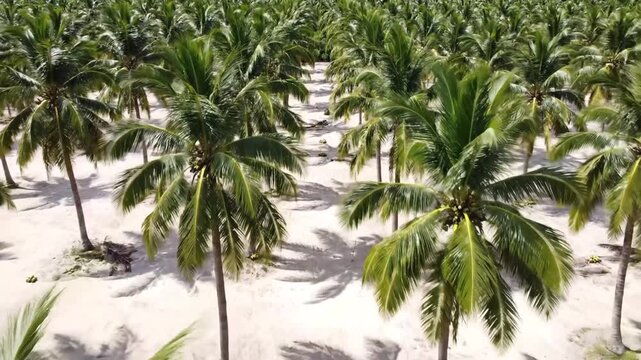 Aerial Vista of Dense Coconut Palm Trees Plantation on Tropical White Sand Landscape Evoking Tranquility and Natural Beauty Suitable for Decoration or Environmental Conservation Efforts