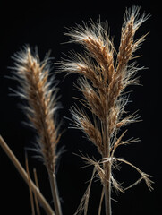 Vertical isolated capture of dry grass stem with faded seed head, delicate fibers highlighted by directional light, black background surrounding subject in cinematic low key mood,