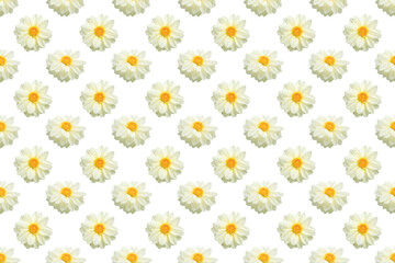 Seamless background. Floral arrangement of white dahlias, isolated on transparent background.