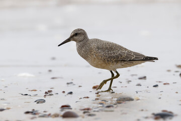 Dunlin (Calidris alpina) foraging on  the beach