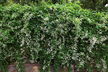 Fallopia in bloom, flowering plants in the buckwheat family