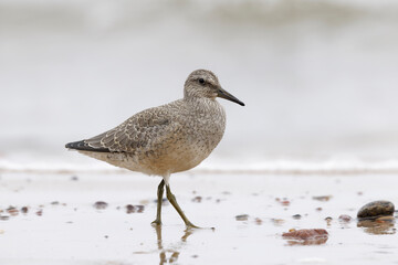 Dunlin (Calidris alpina) foraging on  the beach