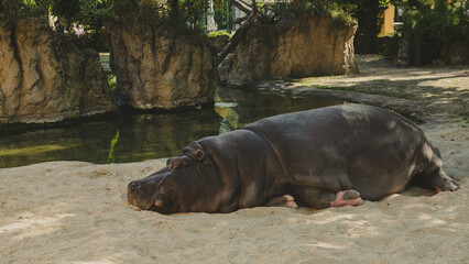 Schönbrunn Zoo (Tiergarten Schönbrunn) in Vienna, Austria, Hippopotamus
