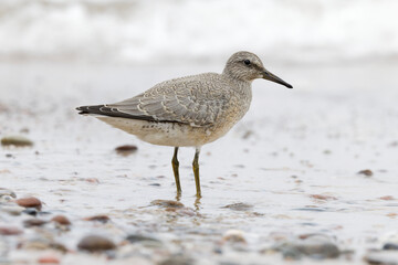 Dunlin (Calidris alpina) foraging on  the beach
