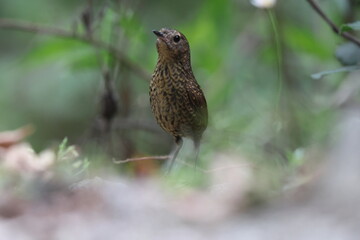 The pygmy cupwing (Pnoepyga pusilla) or pygmy wren-babbler, is a species of bird in the Pnoepyga wren-babblers family, Pnoepygidae. This photo was taken in Northwest India.