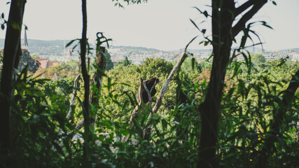 Schönbrunn Zoo (Tiergarten Schönbrunn) in Vienna, Austria, Brown Bear