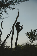 Schönbrunn Zoo (Tiergarten Schönbrunn) in Vienna, Austria, Brown Bear