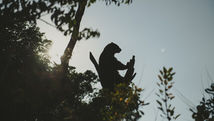 Schönbrunn Zoo (Tiergarten Schönbrunn) in Vienna, Austria, Brown Bear