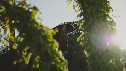Schönbrunn Zoo (Tiergarten Schönbrunn) in Vienna, Austria, Brown Bear
