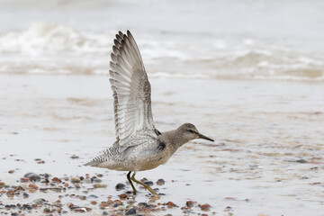 Dunlin (Calidris alpina) foraging on  the beach