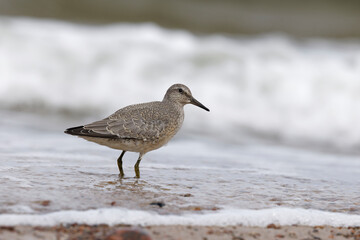 Dunlin (Calidris alpina) foraging on  the beach