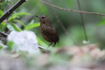 The pygmy cupwing (Pnoepyga pusilla) or pygmy wren-babbler, is a species of bird in the Pnoepyga wren-babblers family, Pnoepygidae. This photo was taken in Northwest India.