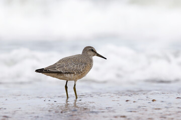 Dunlin (Calidris alpina) foraging on  the beach