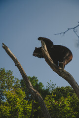 Schönbrunn Zoo (Tiergarten Schönbrunn) in Vienna, Austria, Brown Bear