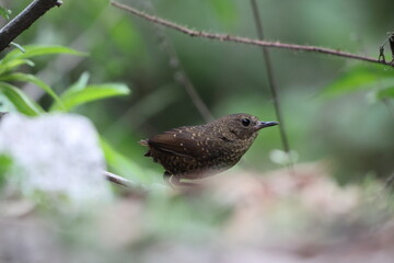 The pygmy cupwing (Pnoepyga pusilla) or pygmy wren-babbler, is a species of bird in the Pnoepyga wren-babblers family, Pnoepygidae. This photo was taken in Northwest India.
