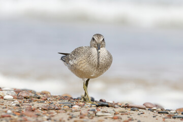 Dunlin (Calidris alpina) foraging on  the beach