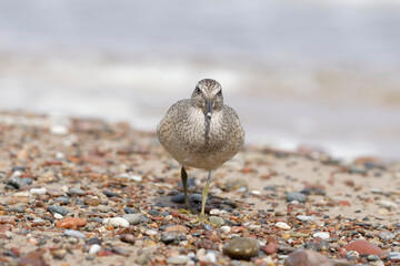 Dunlin (Calidris alpina) foraging on  the beach