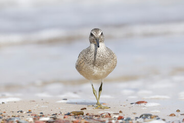 Dunlin (Calidris alpina) foraging on  the beach