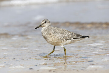Dunlin (Calidris alpina) foraging on  the beach
