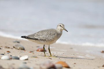 Dunlin (Calidris alpina) foraging on  the beach