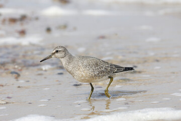 Dunlin (Calidris alpina) foraging on  the beach