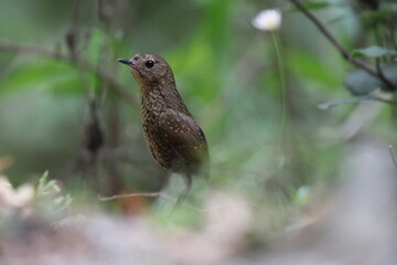 The pygmy cupwing (Pnoepyga pusilla) or pygmy wren-babbler, is a species of bird in the Pnoepyga wren-babblers family, Pnoepygidae. This photo was taken in Northwest India.