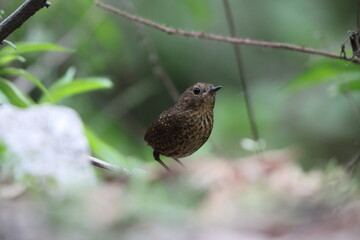 The pygmy cupwing (Pnoepyga pusilla) or pygmy wren-babbler, is a species of bird in the Pnoepyga wren-babblers family, Pnoepygidae. This photo was taken in Northwest India.