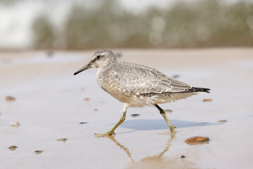 Dunlin (Calidris alpina) foraging on  the beach