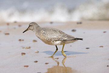Dunlin (Calidris alpina) foraging on  the beach