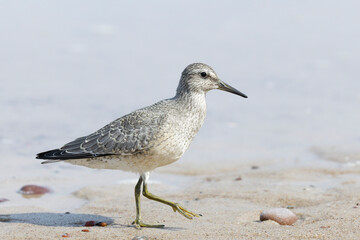 Dunlin (Calidris alpina) foraging on  the beach