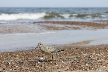 Dunlin (Calidris alpina) foraging on  the beach