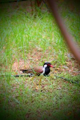 A red-wattled lapwing stands gracefully on sandy ground with bright yellow legs.