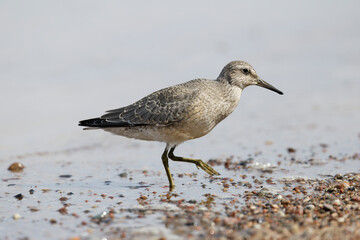 Dunlin (Calidris alpina) foraging on  the beach
