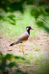 A red-wattled lapwing stands gracefully on sandy ground with bright yellow legs.