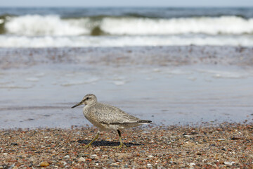 Dunlin (Calidris alpina) foraging on  the beach