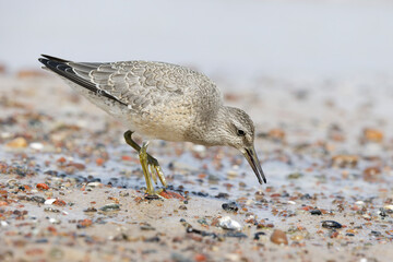 Dunlin (Calidris alpina) foraging on  the beach