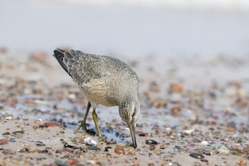 Dunlin (Calidris alpina) foraging on  the beach