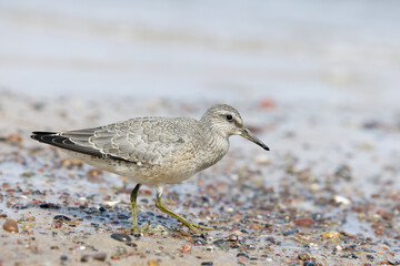 Dunlin (Calidris alpina) foraging on  the beach