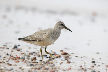 Dunlin (Calidris alpina) foraging on  the beach
