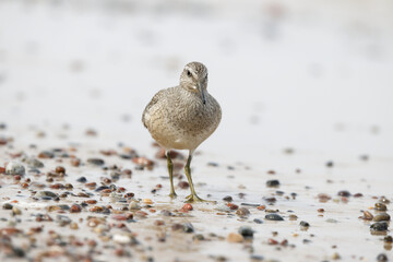 Dunlin (Calidris alpina) foraging on  the beach