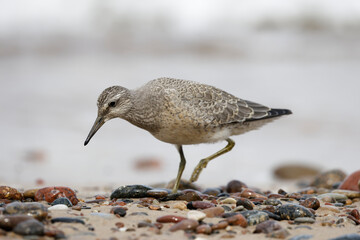 Dunlin (Calidris alpina) foraging on  the beach