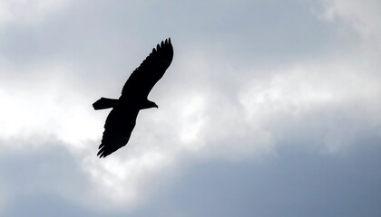 Fototapeta premium Shadow of soaring eagle over cloudy background, soft focus