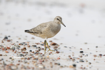 Dunlin (Calidris alpina) foraging on  the beach