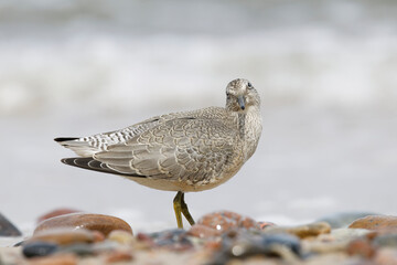 Dunlin (Calidris alpina) foraging on  the beach
