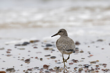 Dunlin (Calidris alpina) foraging on  the beach