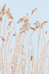 Snow-Covered plants in Winter Landscape, Close-up pampas grass as natural aesthetic pattern, minimal beauty of nature, vertical poster, frosty reeds in serene wintertime scenery, pastel color