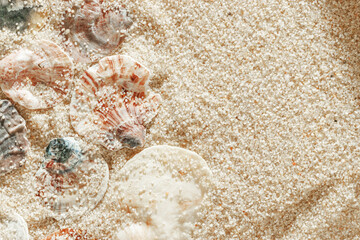 Collection of seashells scattered on fine sand, minimal nature pattern at soft sunlight, natural oceanic and summer textures, beach mood and sea style background, summer relaxation, harmony