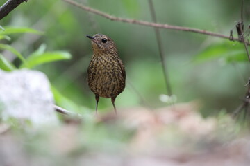 The pygmy cupwing (Pnoepyga pusilla) or pygmy wren-babbler, is a species of bird in the Pnoepyga wren-babblers family, Pnoepygidae. This photo was taken in Northwest India.