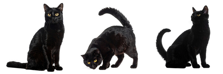 Triple Threat: Capturing three elegant black cats in dynamic poses, each showcasing sleek fur, expressive eyes, and a mysterious charm. This photo celebrates feline beauty and grace.